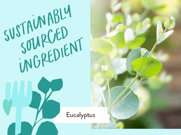 Eucalyptus Remedy Plant-Based Conditioner - Image 4