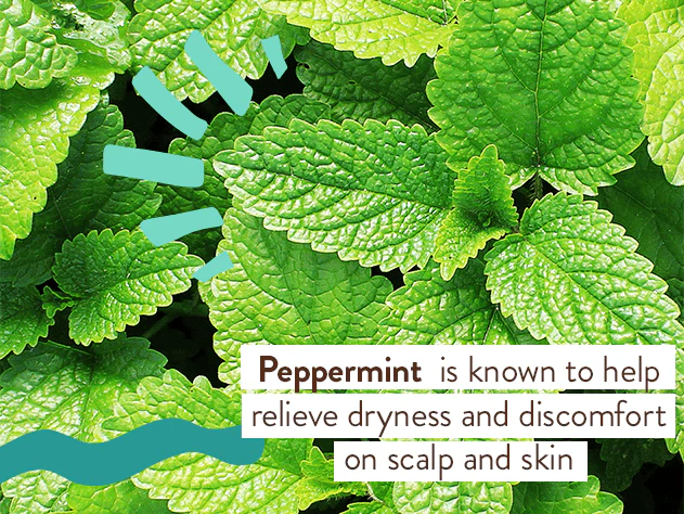 Eucalyptus Remedy Plant-Based Conditioner - Image 6