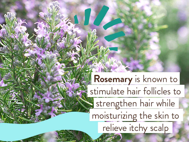 Eucalyptus Remedy Plant-Based Conditioner - Image 7