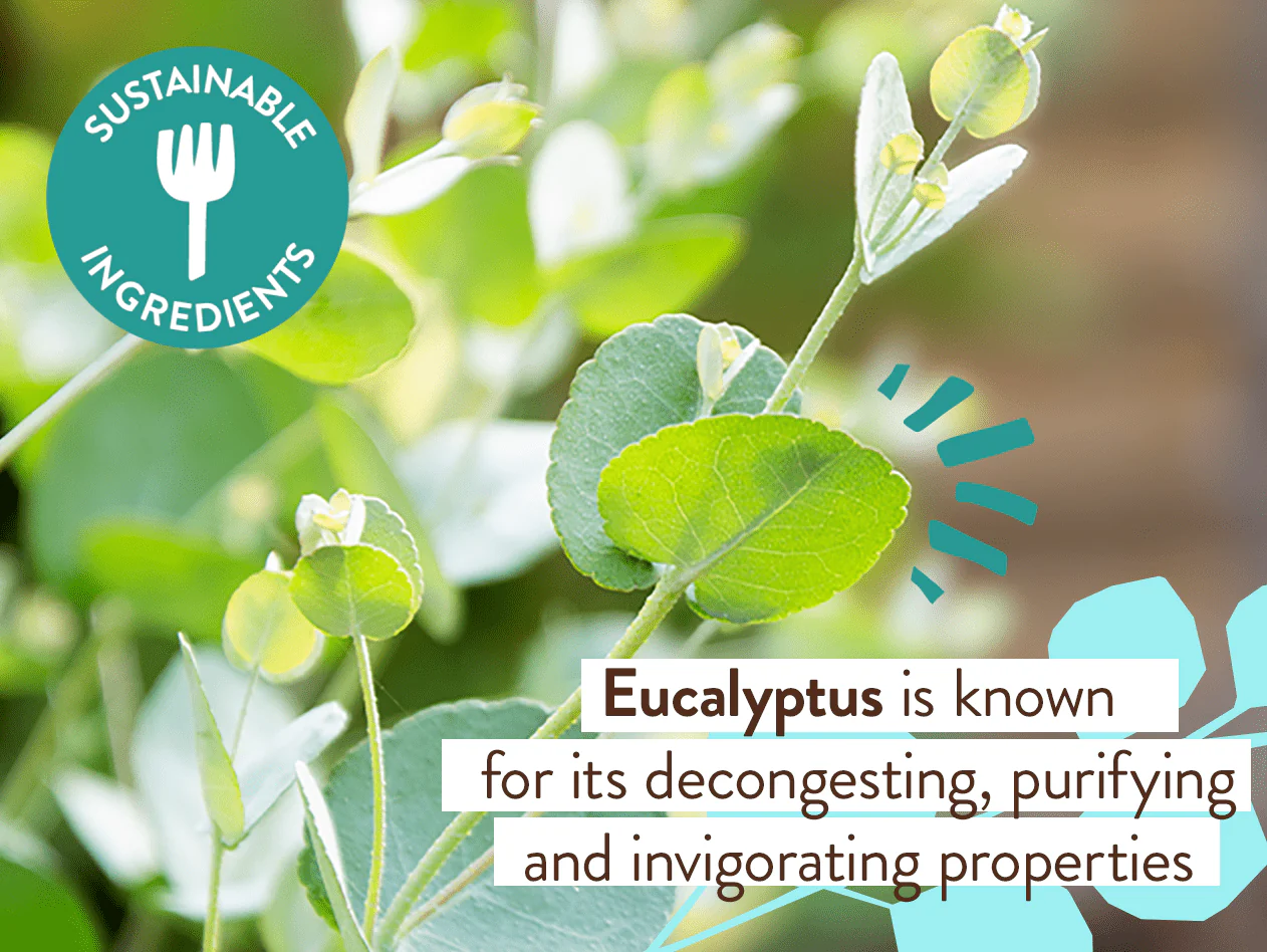 Eucalyptus Remedy Plant-Based Shampoo & Wash - 16oz - Image 5