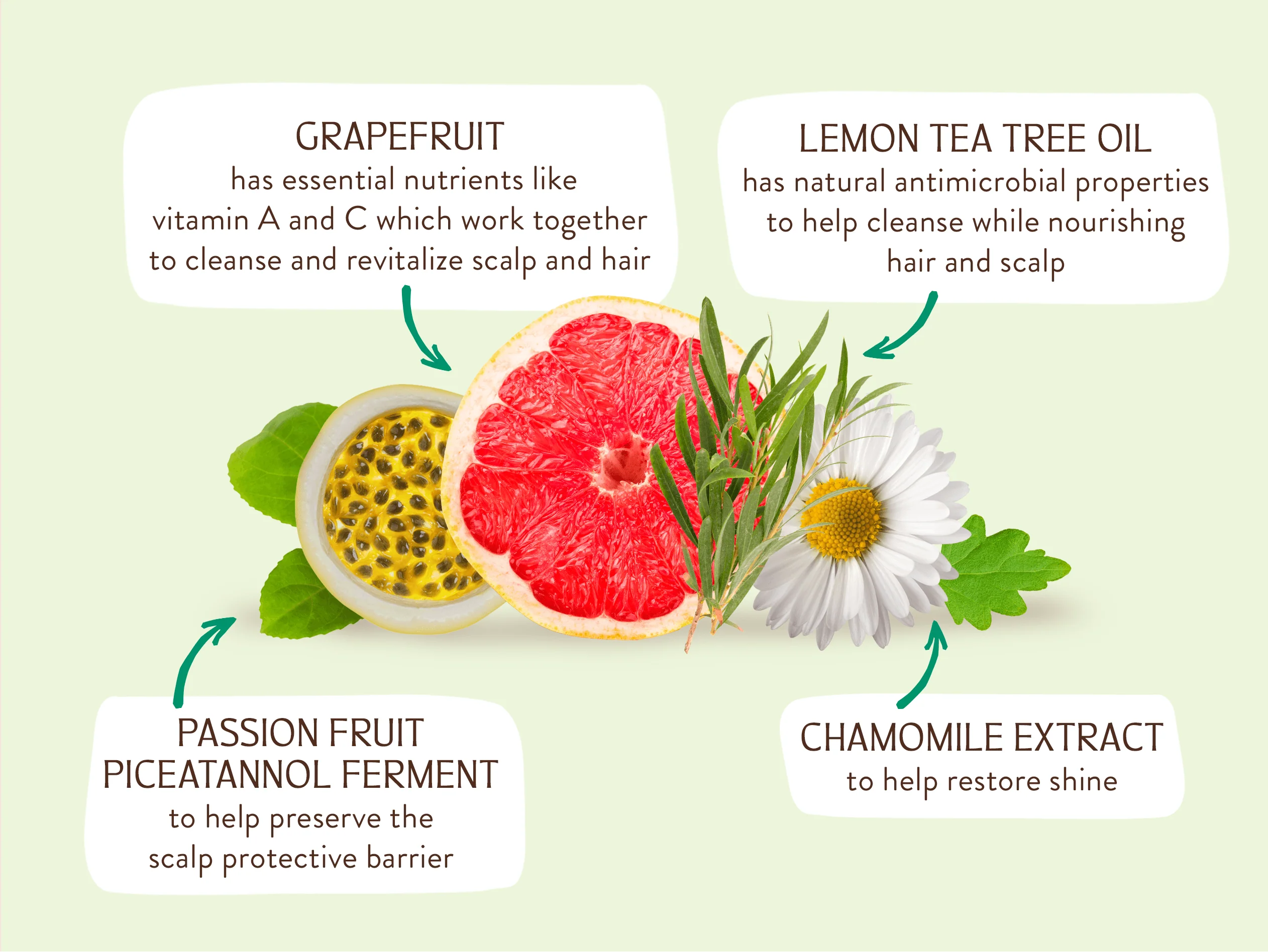 Volumizing Tea Tree & Grapefruit Shampoo Bar - Image 4