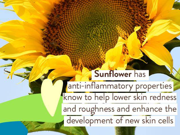 Sheer Zinc Mineral Sunscreen Lotion SPF30 - Image 4